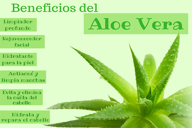 superfoods en Queretaro 